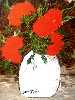 Vaso branco com flores vermelhas